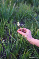 Белый тюльпан Шренка  Дикие тюльпаны в полях
