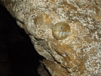 Будкова пещера Будкова пещера