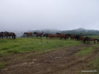 Лошади на хребте М.Бамбаки кони
лошади в горах