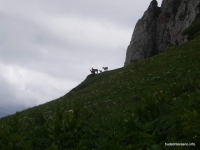Козлы на Тхаче дикие животные
козы
козлы
туры