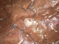Небольшой аммонит в пещере Ручейная амонит
красный доломитизированный известняк
окаменелости