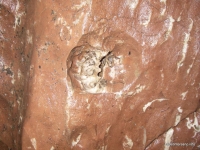 отпечаток аммонита в пещере пещера Ручейная
аммонит