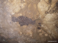 Колония летучих мышей Гунькина балка
пещера
летучая мышь