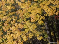 Осенний лес в Гуамке лес осенью