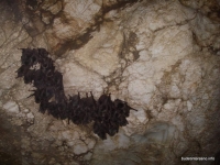 Колония летучих мышей в пещере Бесленеевской Бесленеевская пещера