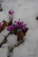 Цикломены под снегом цветы
цикломен
первоцветы