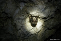 Большой подковонос в пещере Зубащенко