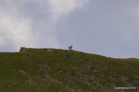 Тур на Юхинском хребте горный козел
заповедник
Юха