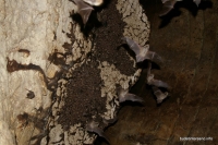 Колония летучих мышей в пещере Чернореченской летучие мыши, пещера Чернореченская