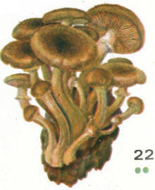 Съедобные грибы Кубани