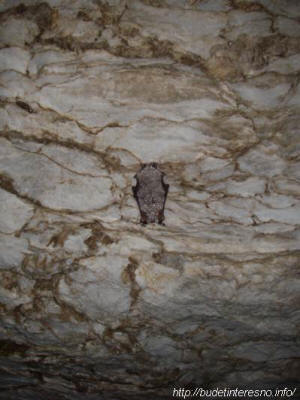 Остроухая ночница в пещере Дедова Яма